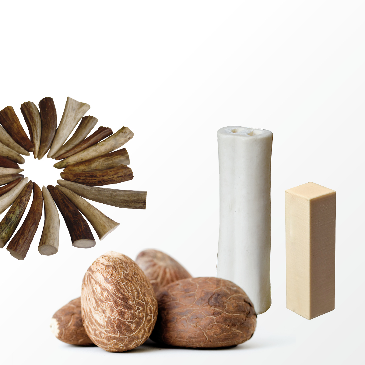 Elchschaufelspitzen-Knochen-Tagua