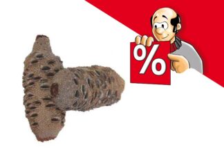 Angebot: Banksia Zapfen, diverse Größen